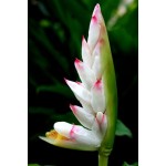 Alpinia Zirumbet Giant Shell - MC - 309